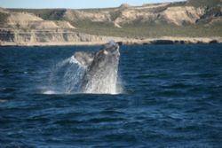 Breaching southern right whale in patagonia, peninsular v... by David Thompson 